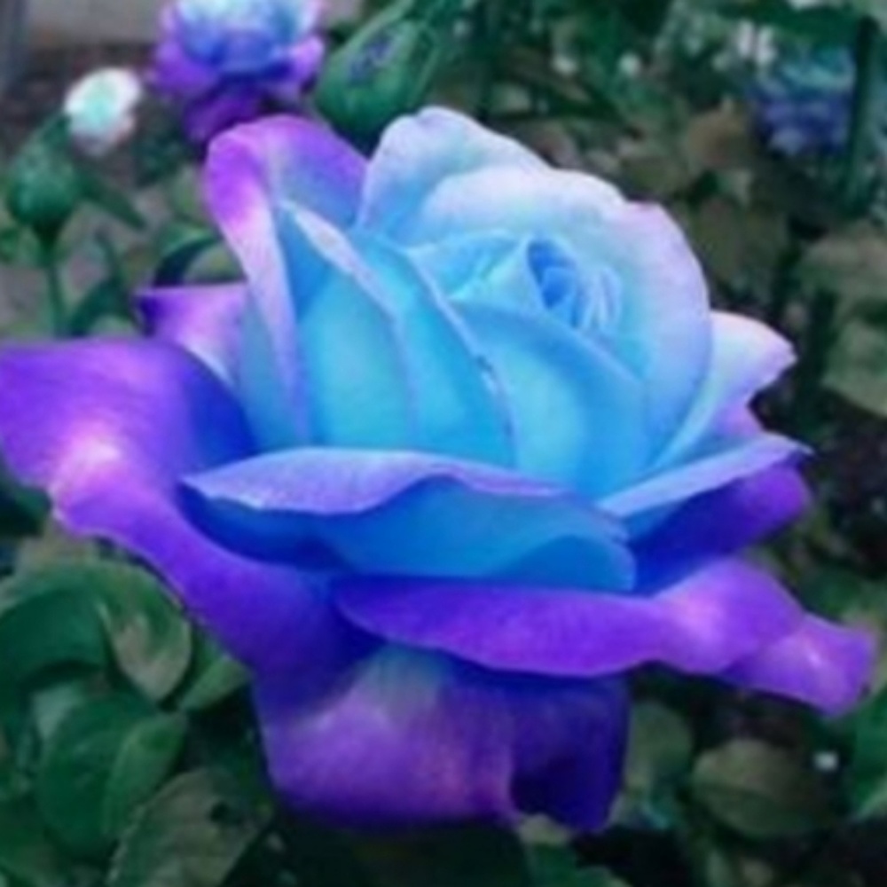 Meet your Posher, Cali